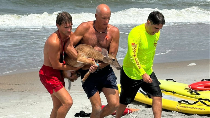 Lifeguards in Flagler Beach, Florida, rescued a young deer struggling several hundred yards offshore after beachgoers spotted it fighting through the surf.