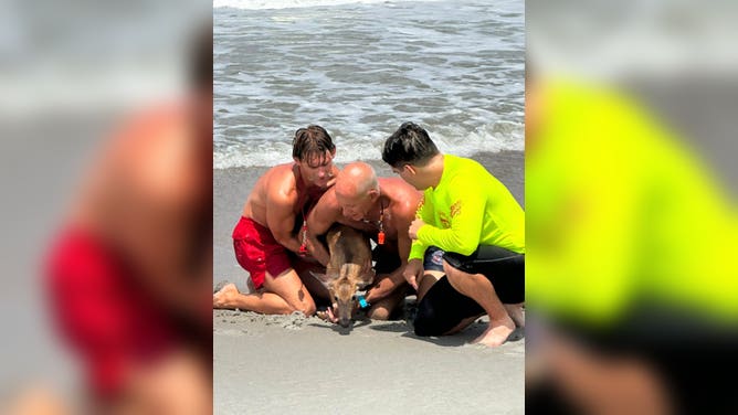 Lifeguards in Flagler Beach, Florida, rescued a young deer struggling several hundred yards offshore after beachgoers spotted it fighting through the surf.