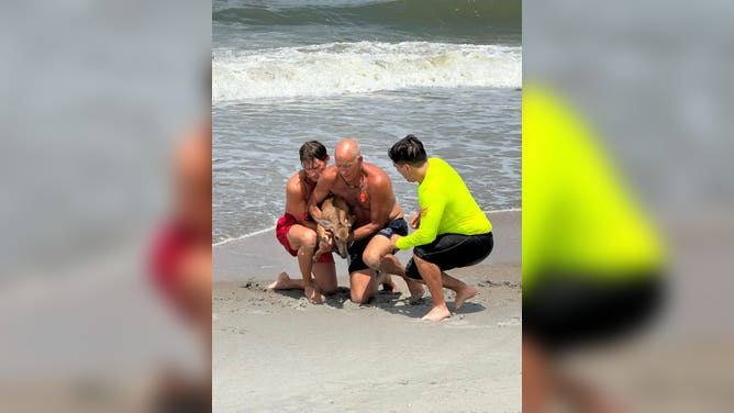 Lifeguards in Flagler Beach, Florida, rescued a young deer struggling several hundred yards offshore after beachgoers spotted it fighting through the surf.