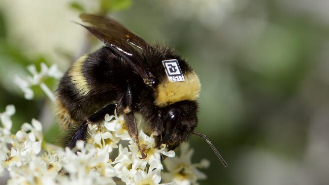 A bee with a QR code sits atop flowers.