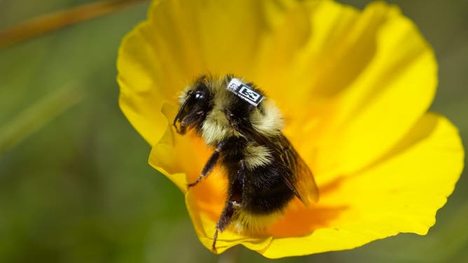 A bee with a QR code sits on a flower.