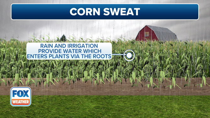 This graphic explains the phenomenon known as "corn sweat."