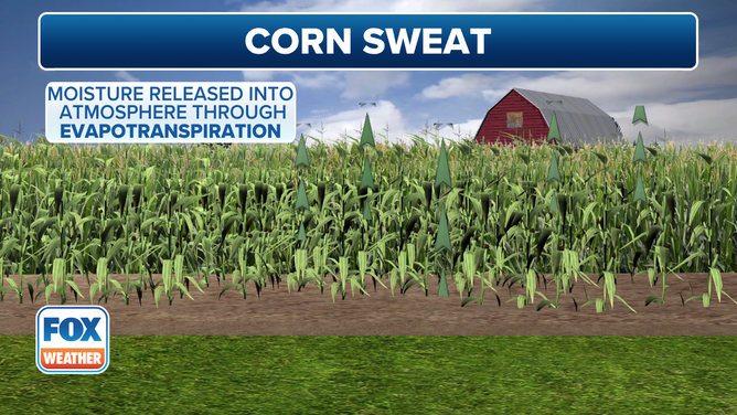 This graphic explains the phenomenon known as "corn sweat."