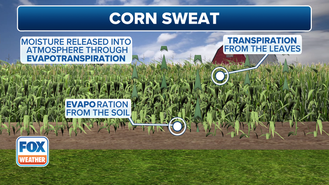 This graphic explains the phenomenon known as "corn sweat."