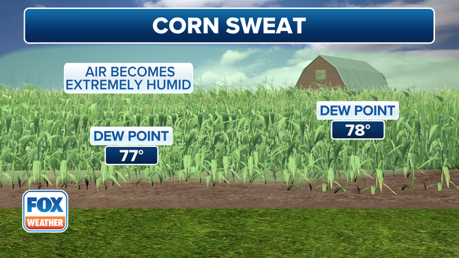 This graphic explains the phenomenon known as "corn sweat."
