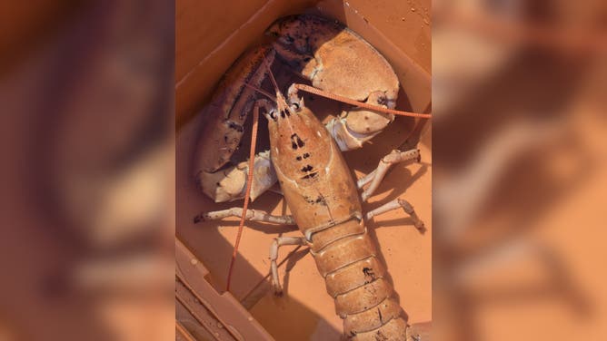 Three rare orange lobsters were rescued from seafood tanks in New York and Connecticut during the past month and returned to the ocean, according to the animal advocacy group Humane Long Island.