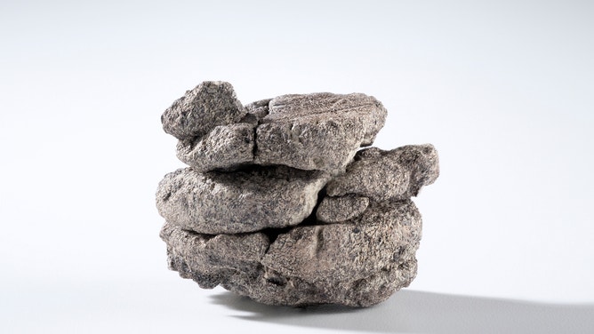 Part of the discovered fossil specimen.