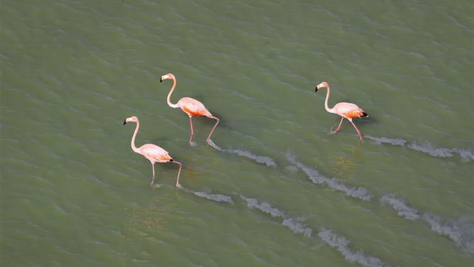 Largest flock of pink flamingos in recent memory spotted in South Florida over Everglades.
