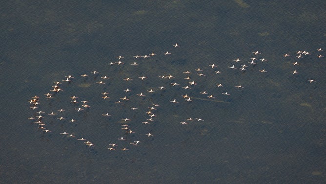 Largest flock of pink flamingos in recent memory spotted in South Florida over Everglades.
