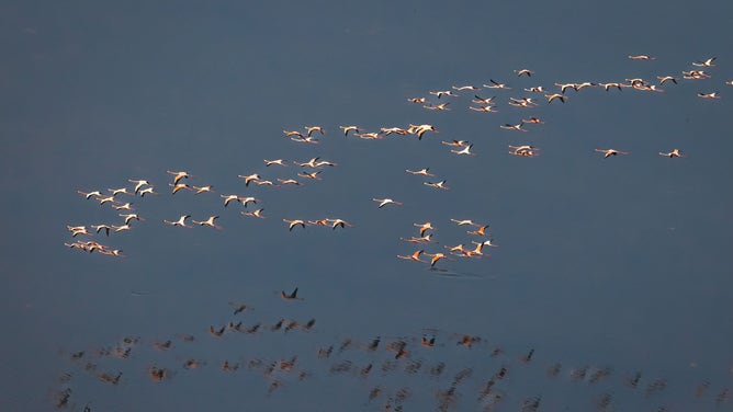 Largest flock of pink flamingos in recent memory spotted in South Florida over Everglades.
