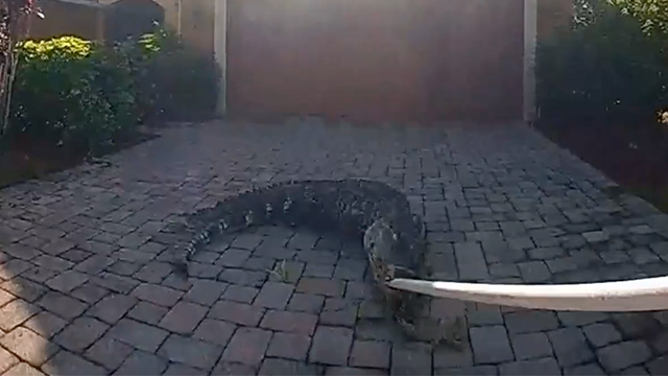 This image shows deputies with the Lee County Sheriff's Office in Florida struggling with an alligator on July 21, 2025.