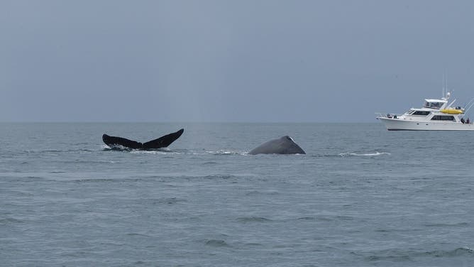 Humpback whale with boat in background.