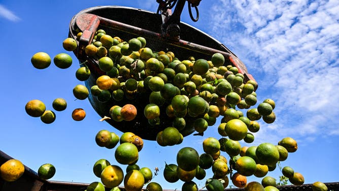 Photo of Florida oranges