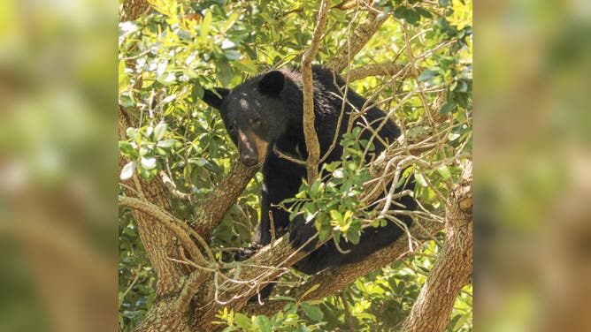 A black bear sits in an oak tree at Lake Eola Park in the heart of downtown Orlando, Florida on Sunday morning, June 4, 2023. Orlando Police taped off the area and were awaiting officials to arrive from the Florida Fish and Wildlife Conservation Commission.
