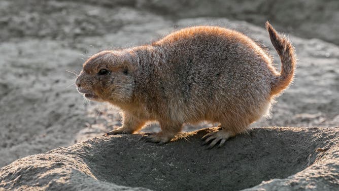 Phot of a black-tailed prairie dog