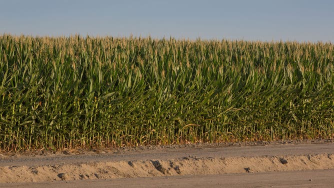 FILE - A corn field is viewed as temperatures spike to record-breaking triple digits later in the day on July 9, 2021, near Terra Bella, California. (Photo by George Rose/Getty Images)