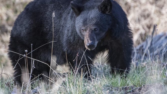 YELLOWSTONE NATIONAL PARK, WYOMING - MAY 18: A Black bear forages for food near a stream on May 18, 2024 in Yellowstone National Park, Wyoming.
