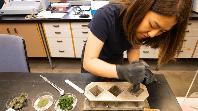 Photos from a seaweed-infused cement experiment