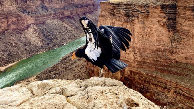 A California poised on the edge of a cliff over a river.