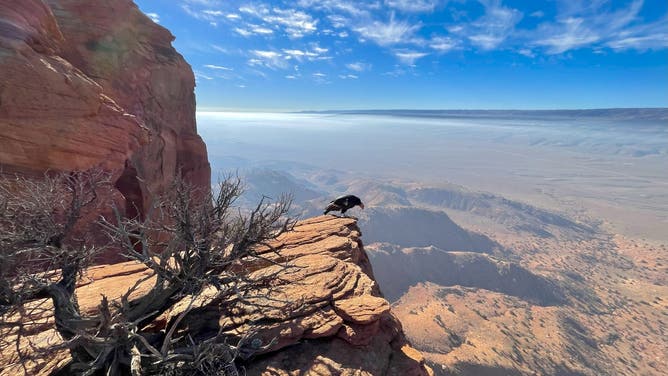 California Condor in the Utah/Arizona landscape.