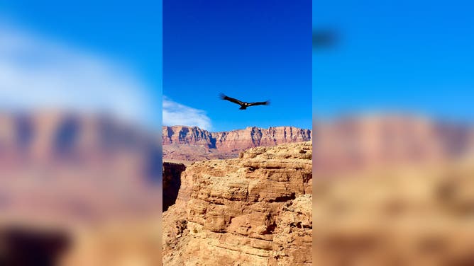 A California condor at flight.