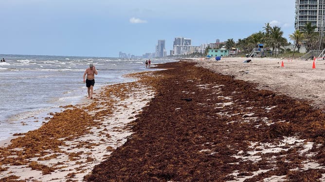 Seaweed spotted in Dania Beach, Florida.