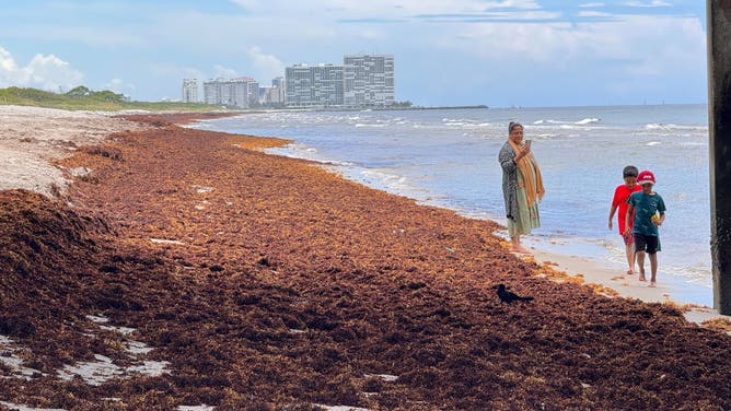 Seaweed spotted in Dania Beach, Florida.