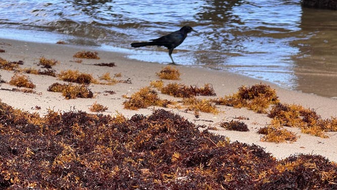 Seaweed spotted in Dania Beach, Florida.