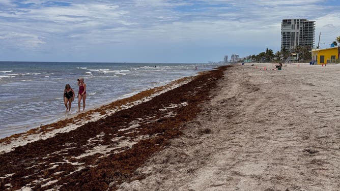 Seaweed spotted in Dania Beach, Florida.