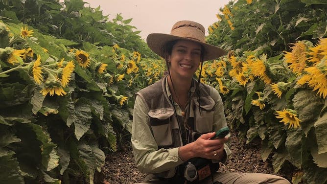 Pollinator researcher Lauren Ponisio in a sunflower field in Yolo County of northern California.