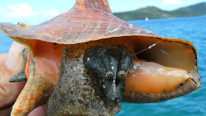 Photo of a queen conch