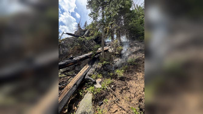 Lightning strike tree south of the Lawn Lake area in Rocky Mountain National Parkx.