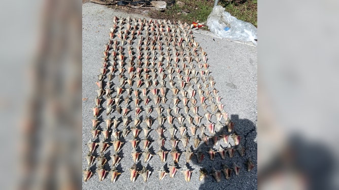 Photos of seized queen conchs.