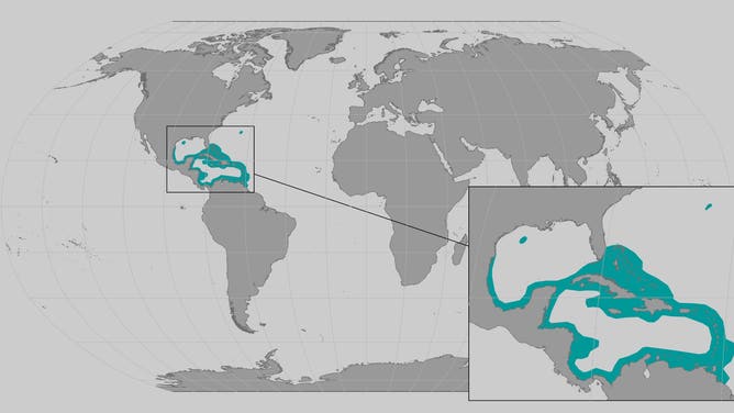 Queen conch habitat zone map