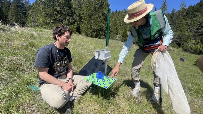 Researchers from the University of Oregon and Oregon State University are building an AI-assisted camera system to monitor bee populations. Photo courtesy of Lauren Ponisio, UO Department of Biology