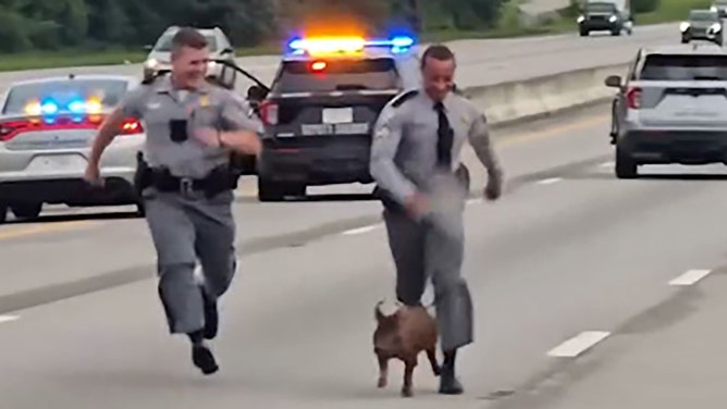 Two South Carolina Highway Patrol troopers saved a pig from the middle of the state’s busiest interstate, recently released footage shows.