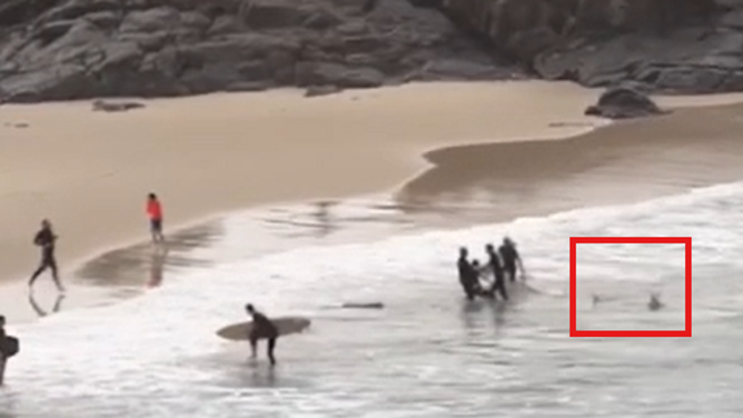 The shark, highlighted in red, lurks behind the surfers.