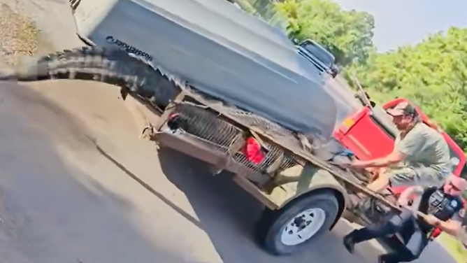 Constable deputies and an alligator wrangler pull the large reptile onto a trailer.