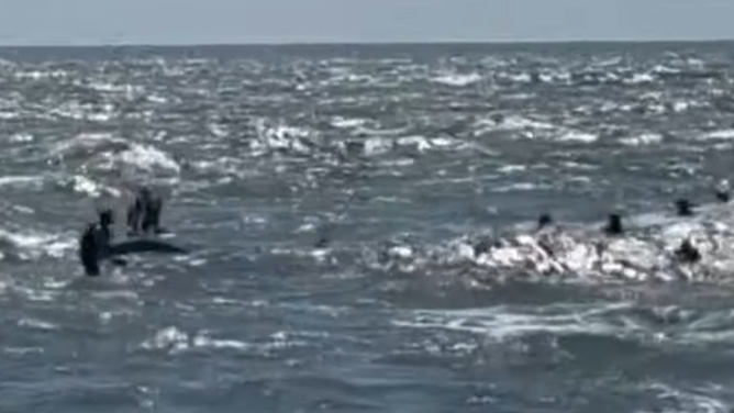 Avalon Beach Patrol and others come to the rescue to save the people dumped from the boat from the water.
