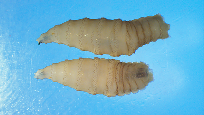 This image shows screwworm larvae.