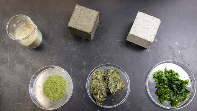 Photos from a seaweed-infused cement experiment