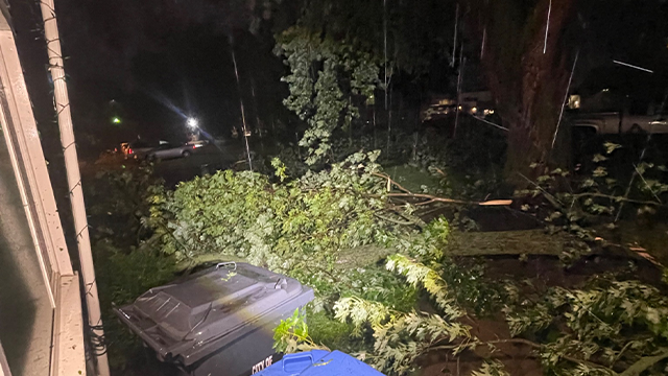 This image shows damage to trees after severe weather in Sioux Center, Iowa, on July 28, 2025.