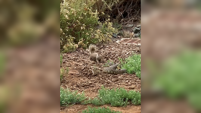 A brave squirrel was seen going toe to toe with a rattlesnake in California.