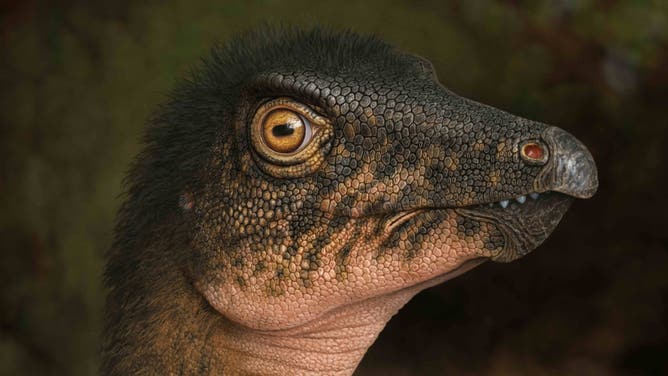 Thescelosaurus, two-legged dinosaur measuring around 10-12 feet long. Their vertebrae are similar to the one found in the rock core deep below the Denver Museum of Nature and Science.