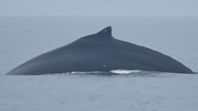 Photo of the humpback whale before a collision with a boat.