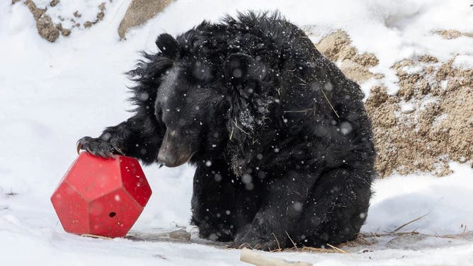 Beezler playing in the snow.