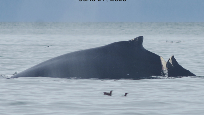 Photo of the humpback whale after a collision with a boat.