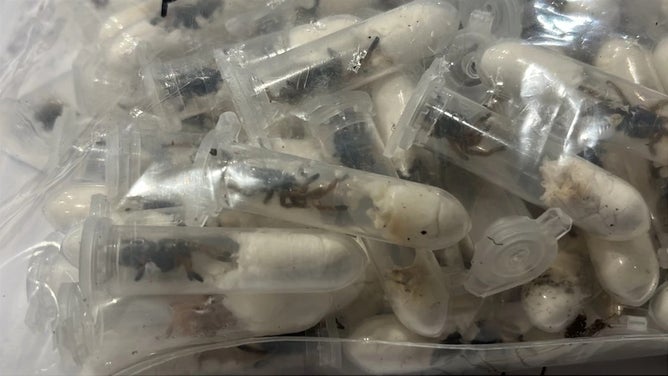 Containers of tarantulas.