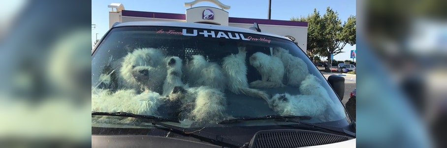 Deputies: Over 100 cats found sweltering in California van; owner arrested on cruelty charges