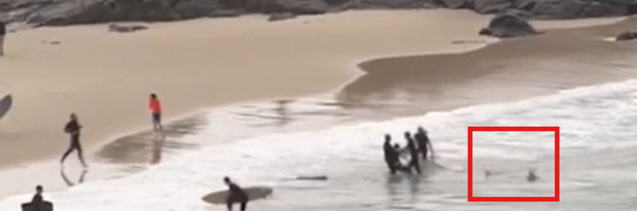 Watch: Shark chases surfers after attack along Australia beach